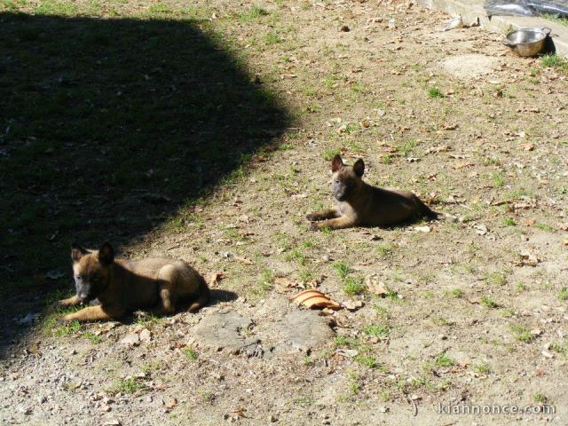 Adorable chiots Berger belge 