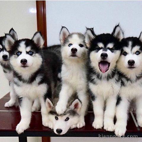 Magnifiques Chiots Husky Pour Famille..