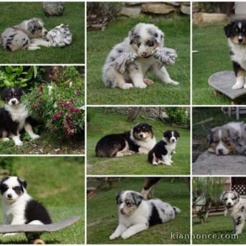 Sublimes Chiots Berger Australien Merle..