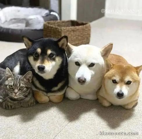 Magnifiques Chiots Shiba Inu 