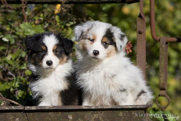  chiots berger australien LOF