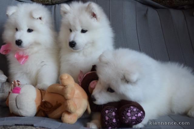 Chiots type Samoyède..