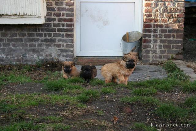 Chiots berger des Pyrénées a donner 