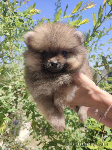 Spitz de Poméranie chiots à vendre
