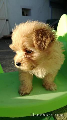 Magnifique chiots Bichon Havanais 