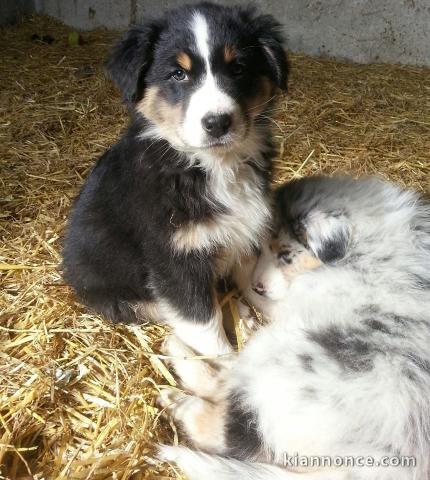 Adorables chiots berger australien