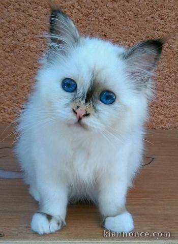 A donner très beau chatons de race Sacré de Birmanie 