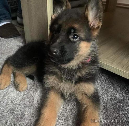 Magnifique chiot bergers allemand à adopter