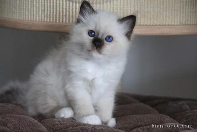 Adorables chatons sacrés de Birmanie