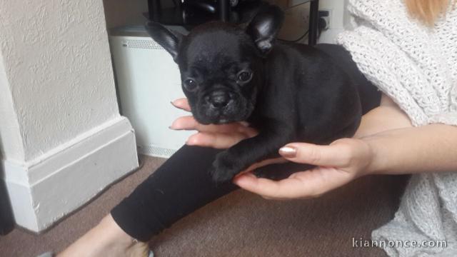 A donner chiot  Bouledogue français