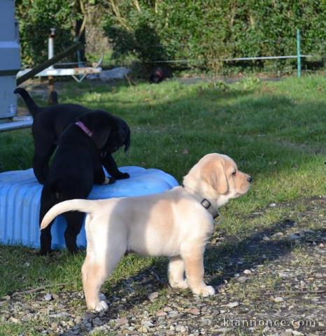 A donner magnifiques chiots labrador 