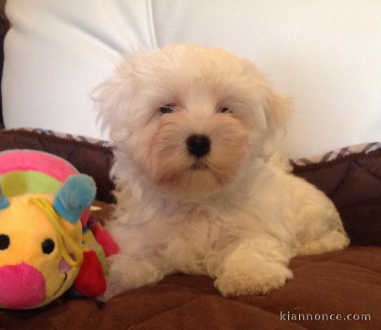 Jolie chiot bichon maltais femelle a donner