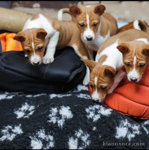 Magnifique chiot Basset à adopter