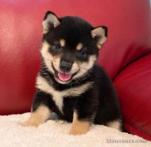 ADORABLE SHIBA INU EN ATTENTE