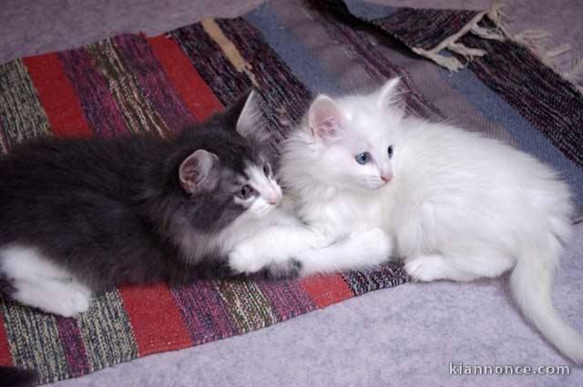 Adorables chatons type Norvégiens a donner 