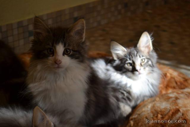 Adorables chatons Norvégiens