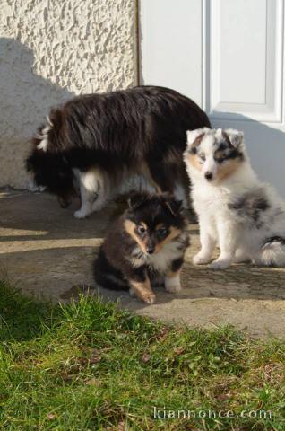 Chiots berger shetland disponibles de suite 