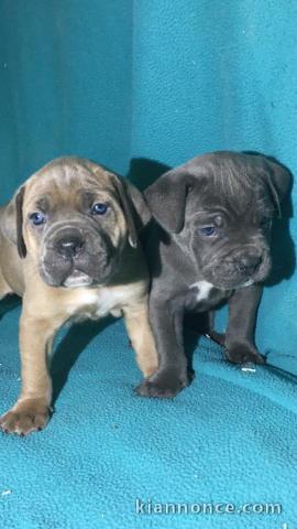 A donner Chiots cane corso Disponible de suite 