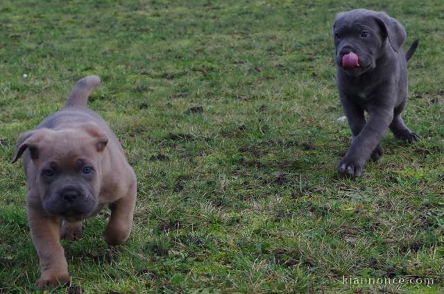 Adorables chiots cane corso a donner 