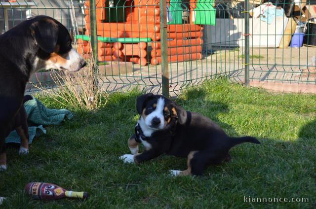 Magnifiques chiots Bouvier de l\