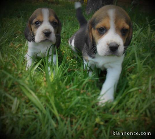 A donner CHIOTS BEAGLES disponibles de suite