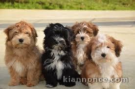 Superbes Chiots Bichon Havanais Pure Race Pedigree