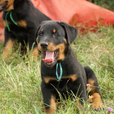 Adorables chiots Beauceron 