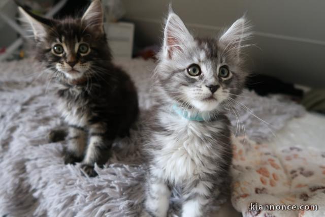 Magnifique chatons main coon disponible 