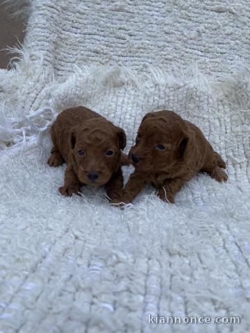 Caniche nain rouge Chiots