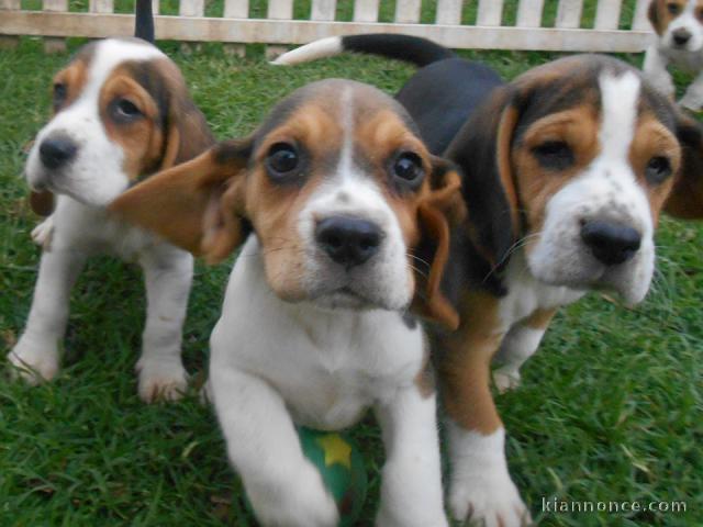 Adorables chiots Beagle 