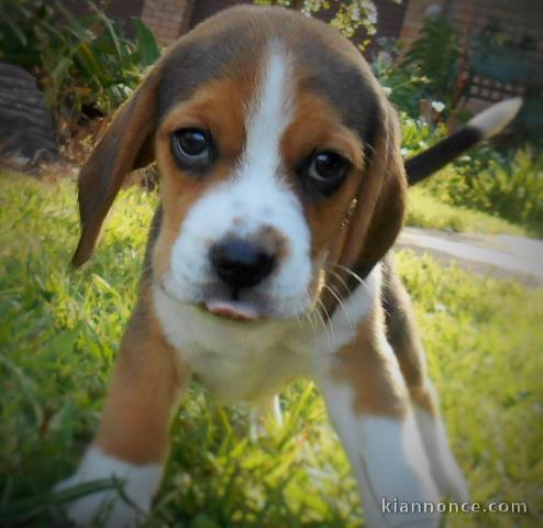 A donner chiots Beagle 