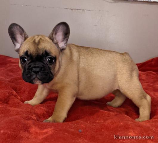 A donner chiot bouledogue français femelle