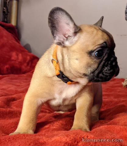 A donner chiot bouledogue français femelle