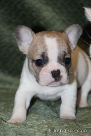 A donner chiot bouledogue français femelle