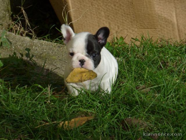 A donner chiot bouledogue français femelle