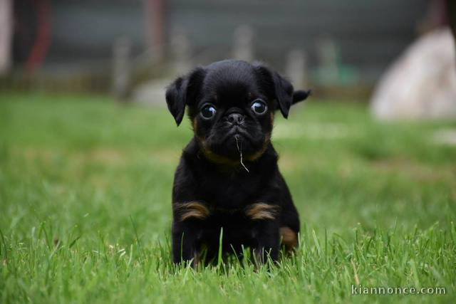 Chiots Petit brabançon disponibles de suite 