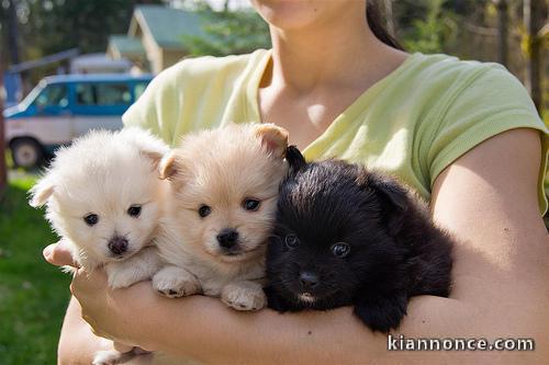 Chiots de race Spitz nain