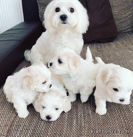 Disponibles de suite magnifiques chiot bichon maltais