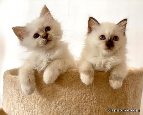 magnifiques chaton sacré de birmanie 