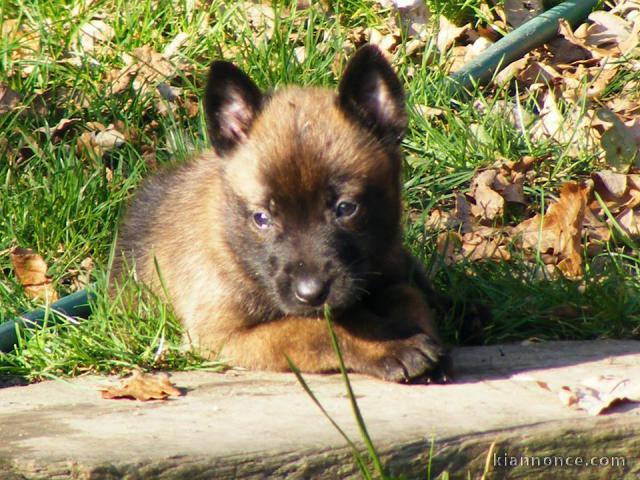 A donner chiots berger Malinois 