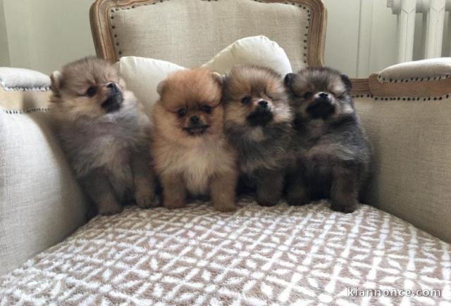 A donner Magnifiques chiots spitz nain 