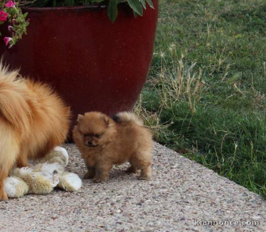 Magnifiques chiots Spitz nain