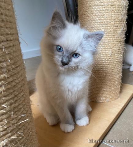  Chatons Ragdoll LOOF