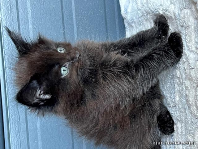 Chatons Maine Coon recherchent une nouvelle famille âgés de trois