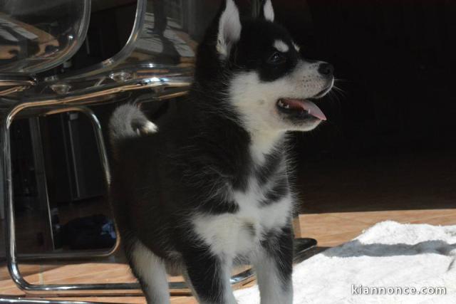 A donner Superbes Chiots Husky de Sibérien Pure Race 