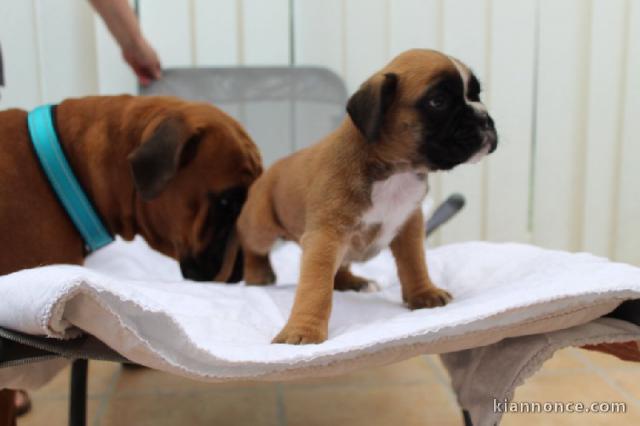 Chiots boxer A Donner