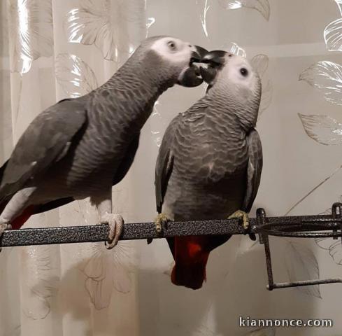 Magnifiques perroquets gris du Gabon 