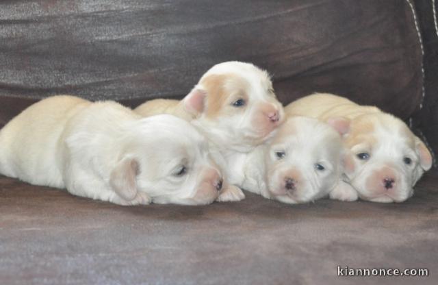 Adorables chiots  Coton de Tulear disponible 