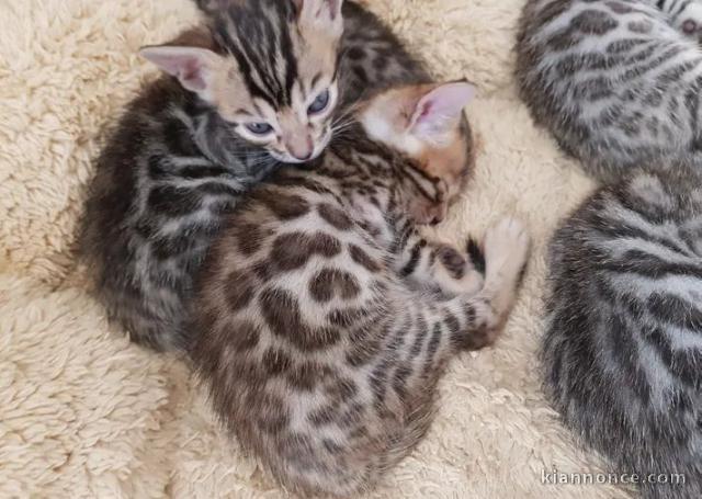 Chatons Bengal a donner contre bon soins 