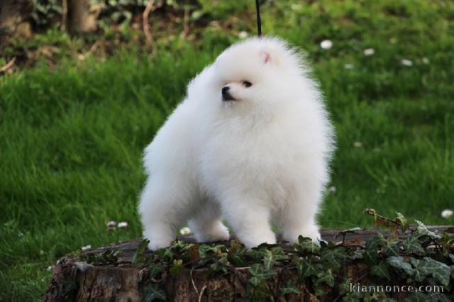 Don chiot spitz nain femelle blanche